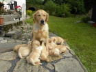 Prod�m �t��ata Golden Retrievra