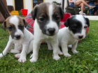Štěňata Jack russell teriér Štěňata Jack russell teriér