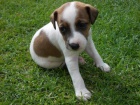 �t��ata Jack russell teri�r