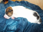 �t��ata Jack russell teri�r