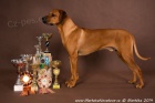 Rhod�sk� ridgeback - �t��ata s PP k p�edrezervaci