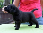 Labrador retriever - �t���tka