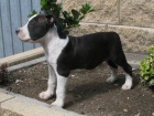 AMSTAFF �teniatka s PP