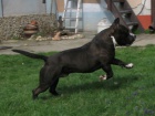 AMSTAFF �teniatka s PP