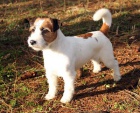 nabízím psa jrt ke krytí nabízím psa jrt ke krytí
