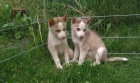 Sibi�sk� Husky bez PP, 2 fenky