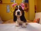 Basset Hound, Basset, Baset Basset Hound, Basset, Baset