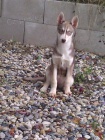 Sibi�sk� Husky bez PP fenka