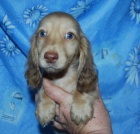 Jezev��k - pejsek