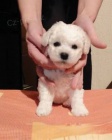 Bichon Frisé-Bišonek Bichon Frisé-Bišonek