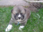 Akita Inu štěňata s PP Akita Inu štěňata s PP