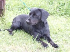 Labradorka �ern� , k��enka 13ti m�s��n�