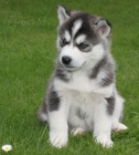 Sibisk Husky tata    