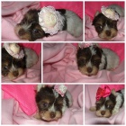 barevn� jork��rkov�