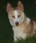 Sibi�sk� Husky