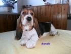 Basset hound-�t��ata