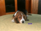 Basset hound-�t��ata