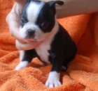 Prod�m Boston teri�r �tenata