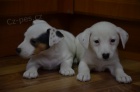 jack russell terier jack russell terier
