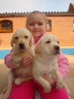 Labrador, Labradorský retrívr Labrador, Labradorský retrívr