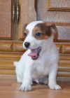 jack russell terier jack russell terier