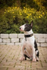 Miniaturn� bullterrier