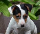 jack russell terier jack russell terier