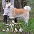 Akita inu s PP Akita inu s PP