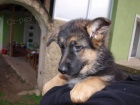 Německý ovčák - štěňata Německý ovčák - štěňata