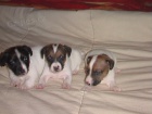 Jack Russel Terier Jack Russel Terier