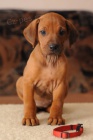 Rhod�sk� ridgeback - �t��ata s PP
