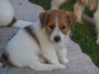 Jack Russell teri�r - �t���tka s PP