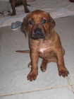 Rhod�sk� ridgeback - �t��ata s PP