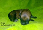 Belgick� ov��k Malinois s PP!!!