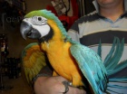 papouek papouci na prodej