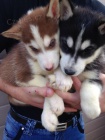Krsn Sibisk husky tata  