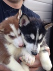 Krsn Sibisk husky tata  