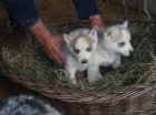 tyi modr oi sibisk Huskys tata