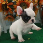 Zdrav� Francouzsk� buldo�ek �t��ata na prodej.