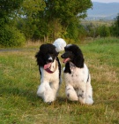 Pudl velk� �ernob�l�