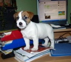 Jack Russell Terrier Jack Russell Terrier