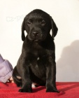 Labradorsk� retriever s PP