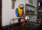 Ara ararauna papouci  