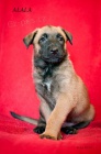 Belgick� ov��k - Malinois