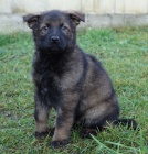 N�meck� ov��k �t��ata s PP