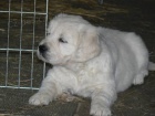 Zlat� retr�vr - golden retriever s PP