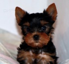 �t��ata jork��rsk�ho teri�ra