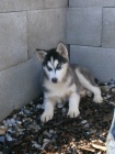Sibi�sk� Husky