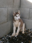 Sibi�sk� Husky bez PP