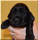 Anglick� kokr�pan�l